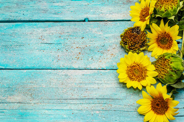 Fresh sunflowers on trendy turquoise wooden boards background