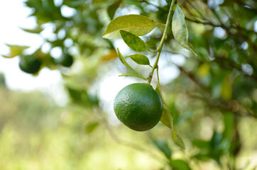 the green ripe orange with leaves and branch in the garden.