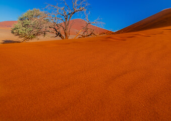 The world famous dune 45 in the Sossusvlei of the Namib Desert in Namibia