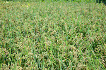 the green ripe paddy plant grains in the field meadow.