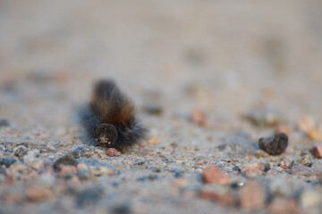 A fox mouth catterpillar on the ground.