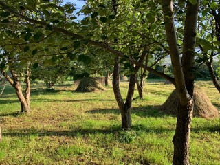 green trees in the field