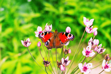 Aglais io butterfly has spread its wings and is sitting on pink flowers. The sun is shining, the weather is good. Macro photography of insects.