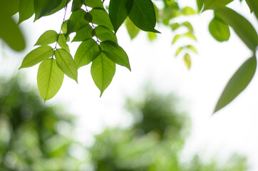 Green leaf on blurred greenery background.Beautiful leaf texture in sunlight.background natural green plants landscape, ecology.Closeup nature view with free space for text.Natural green background.