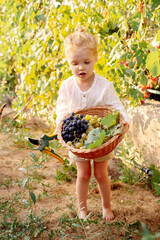 Grapes harvest. Little baby girl picks grape harvest in basket in summer time at sunset. Portrait of beautiful caucasian child girl 3 years old curly blonde holding pruning shears on farm in vineyard