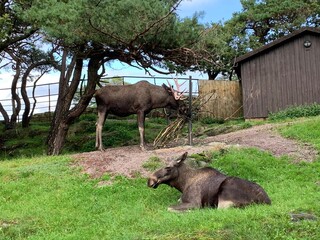 Naklejka na ściany i meble bull elk in national park