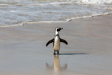 African penguin, jackass penguin &ndash; Sphensicus demersus
Boulders Beach
South Africa