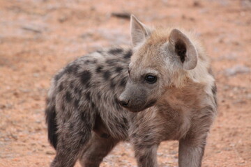 Baby Spotted Hyena