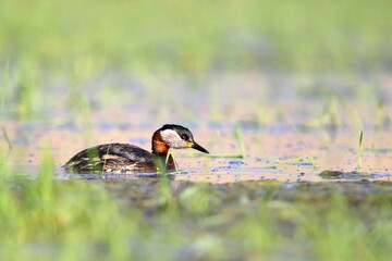 perkoz rdzawoszyji © Robert