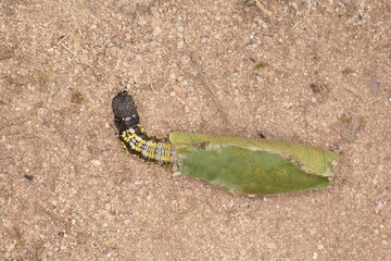 Sack-bearer moth mimallonidae, genre psychocampa. Rare caterpillars with peculiar houses of plant material, poop and silk, here with a rolled leaf of Malpighia glabra shrub - Solimões, Pará, Brazil