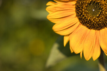 blossom of a orange sunflower in the upper right cornering evening sun, copyspace ,copy space