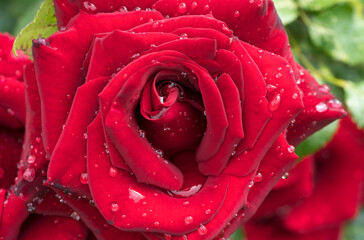 Beautiful red rose with rain drops