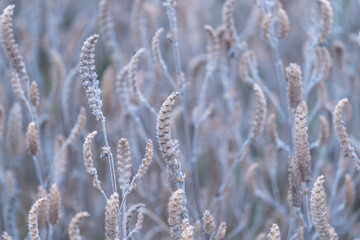 Beautiful straw backgrounds