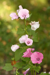 Fototapeta na wymiar lavatera pink flowers closeup photo on green summer garden background