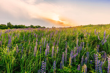 Obraz premium Scenic view at beautiful spring sunset in a green shiny flower hill with green grass and golden sun rays, deep blue cloudy sky , trees spring valley landscape
