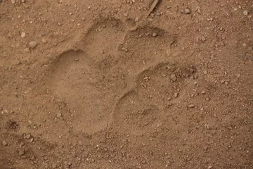 Fotobehang Spotted Hyena (Crocuta crocuta) footprint track © Cameron
