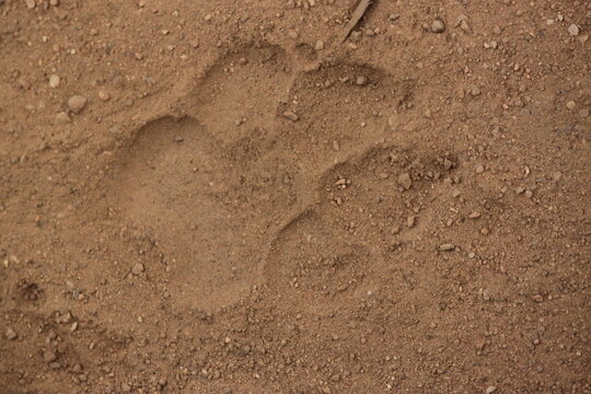 Spotted Hyena (Crocuta crocuta) footprint track