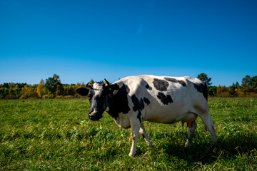 The cow sits on a green meadow. A white cow with black spots is standing on green grass in a field.The cow is chewing grass.   Sharp horns and large milk udders