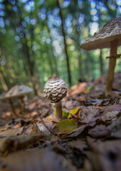 Macro shot of a parasol mushroom in a forest in Germany