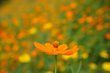 Cosmos sulphureus flowers are blooming at a park in Tokyo, Japan. Golden cosomos, yellow cosmos. Japanese name is "Kibana cosmos".