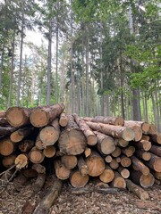 stack of logs