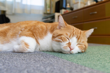 リビングで腹這いでくつろぐ茶白猫