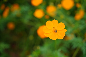 Cosmos sulphureus flowers are blooming at a park in Tokyo, Japan. Golden cosomos, yellow cosmos. Japanese name is "Kibana cosmos".