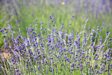 Naklejka premium ラベンダー