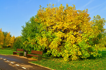 Naklejka premium Autumn landscape. Benches in landscape park. Moscow, Russia