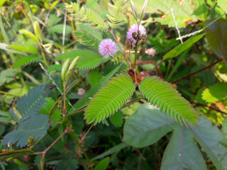 sensitive plant flower in the wild, mimosa pudica plant in India, Green leaf plant, pink color mimosa pudica flower in the forest. 