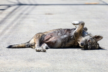 The small gray dog is rest and sleep on cement floor at thailand