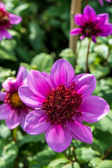 Dahlia Flowers Pink (Dahlia Merckii) with blurred background. Dahlias are native to Mexico and are members of the Asteraceae.