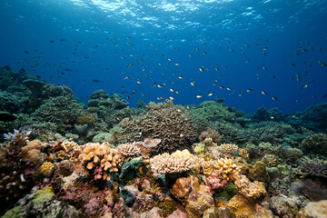 Naklejka na ściany i meble Coral Sea Scape Great Barrier Reef