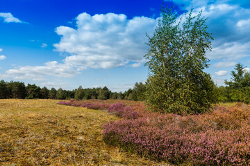 Fototapeta na wymiar the nature reserve Maasduinen with single tree