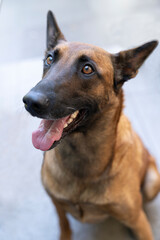 Portrait of a Belgian sheepdog or Malinois dog sitting looking at camera