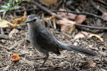 Gray Catbird (Dumetella carolinensis)