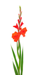 Beautiful red gladiolus flower. Blank of congratulatory card.