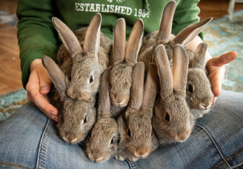 8 Flemish Giant Bunnies Stacked on Top of Each Other On A Girl's lap