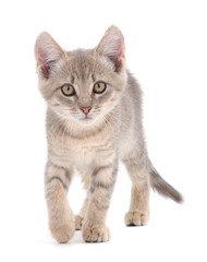 Obraz premium Small gray kitten.