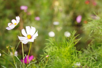 Pink cosmos and blue sky at park in Japan. Autumn flower.