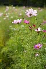 Pink cosmos and blue sky at park in Japan. Autumn flower.