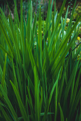 Fototapeta na wymiar green leaves oblong. texture of green grass