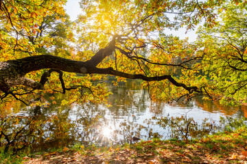 Oak tree over pond in autumn in Alexander park, Pushkin (Tsarskoe Selo), Saint Petersburg, Russia