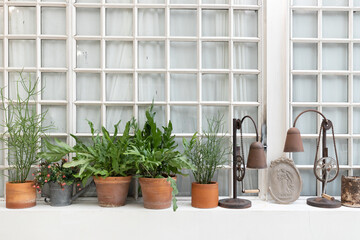 front view of decorative plant in pot on windowsill - Powered by Adobe