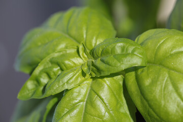 basil plant broadleaf fresh green healthy top vies macro