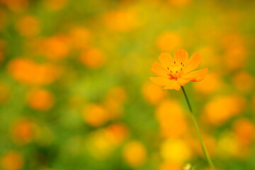 Cosmos sulphureus flowers are blooming at a park in Tokyo, Japan. Golden cosomos, yellow cosmos. Japanese name is 