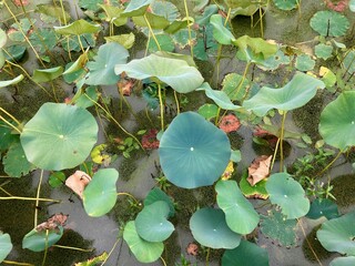 wetland lily pads in autumn