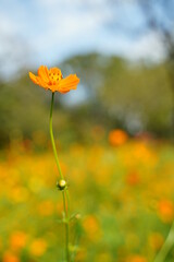 Cosmos sulphureus flowers are blooming at a park in Tokyo, Japan. Golden cosomos, yellow cosmos. Japanese name is "Kibana cosmos".