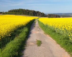 rapeseed canola or colza field with rural road