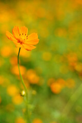 Cosmos sulphureus flowers are blooming at a park in Tokyo, Japan. Golden cosomos, yellow cosmos. Japanese name is "Kibana cosmos".
